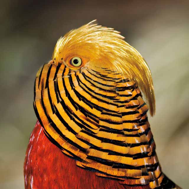Golden Pheasant Detail